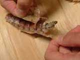 シャコの剥き方5