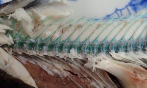 テンジクダツの塩焼き