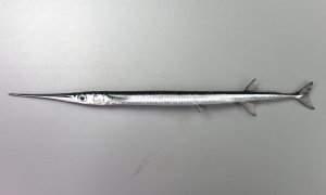ダツのサムネイル写真