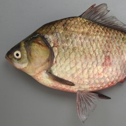 フナ属について＆生物一覧 | 市場魚貝類図鑑