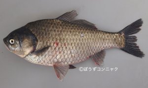 ゲンゴロウブナのサムネイル写真