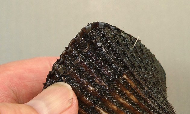 左の貝殻が右の貝殻よりも大きく、きっちりとじず、食い違う。