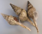ハシナガニシのサムネイル写真