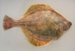 コガネガレイのサムネイル写真