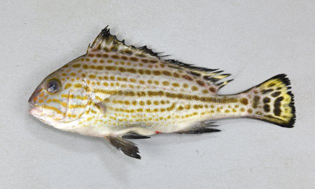 60cm SL 前後になる。腹部を除く全身に黄金色の斑紋が散らばる。体高があり側へんする。唇は分厚い。背鰭棘数は9-10。［沖縄県石垣島産　13.5㎝ SL ・76g］