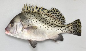 コショウダイのサムネイル写真
