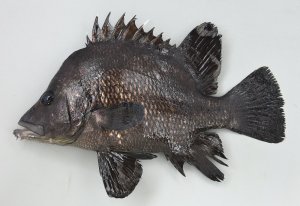 ヒゲダイのサムネイル写真