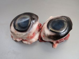 ミナミマグロの目玉