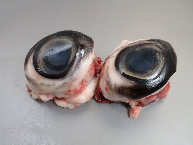 ミナミマグロの目玉