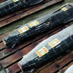 マカジキ | 魚類 | 市場魚貝類図鑑