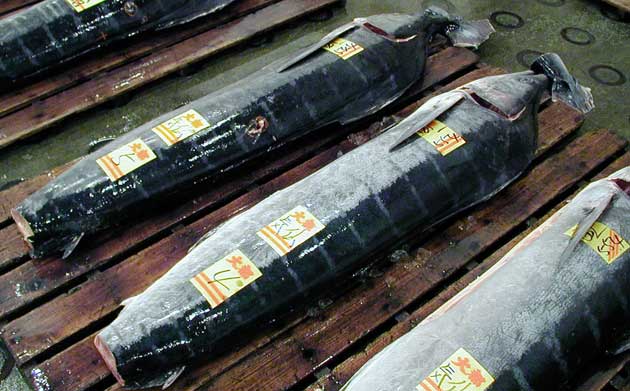 マカジキ | 魚類 | 市場魚貝類図鑑
