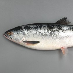 カラフトマス | 魚類 | 市場魚貝類図鑑