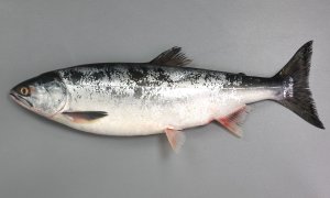 カラフトマス | 魚類 | 市場魚貝類図鑑