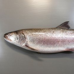 イトウ | 魚類 | 市場魚貝類図鑑