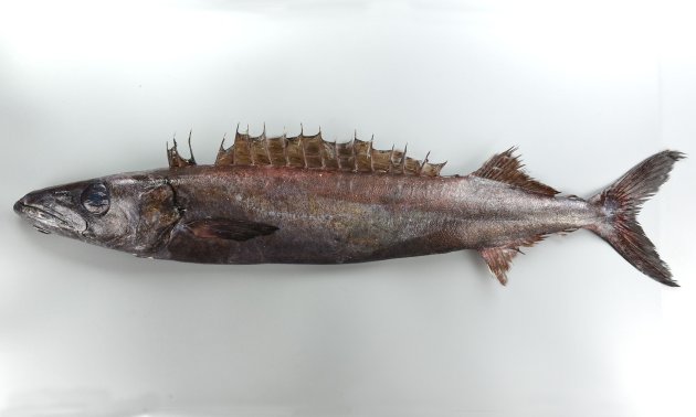 80cm SL前後になる。身体はやや細長く左右に側へんする。全体に金属を思わせる黒紫色。腹鰭は退化的で１棘。口が大きく丈夫で非常に歯が針状で鋭い。［87cm］