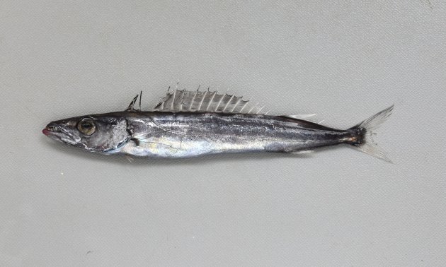 80cm SL前後になる。身体はやや細長く左右に側へんする。全体に金属を思わせる黒紫色。腹鰭は退化的で１棘。口が大きく丈夫で非常に歯が針状で鋭い。［14.5cm・15g］