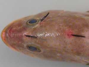 ヒジキムシ