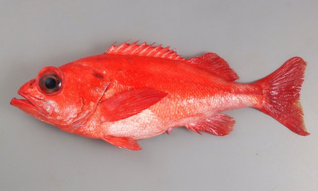 60cm SL を超える。体色は赤が濃く、紅色に近い。体高はあまり高くない（アコウダイと比べると低くスマート）。尾鰭は二叉する（前方に切れ込む）。目の下・眼窩下縁に棘はない（アコウダイには棘がある）。頭頂棘がある。涙骨は刺々しくなく丸い。背鰭棘は13（ホウズキは12）。［岩手県宮古沖］