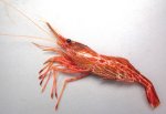 モロトゲアカエビのサムネイル写真