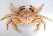 クリガニのサムネイル写真