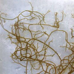 モズク (モヅク) | 市場魚貝類図鑑