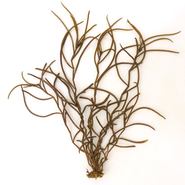 ヒジキ | 海藻・植物 | 市場魚貝類図鑑