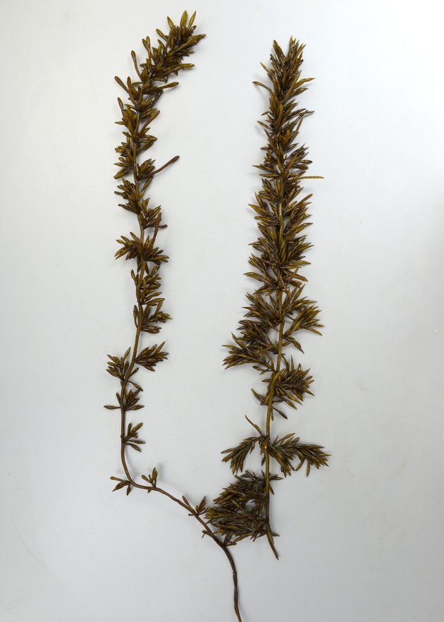ヒジキ | 海藻・植物 | 市場魚貝類図鑑