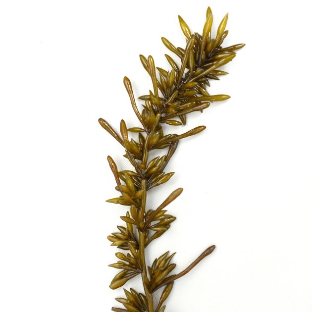 ヒジキ | 海藻・植物 | 市場魚貝類図鑑