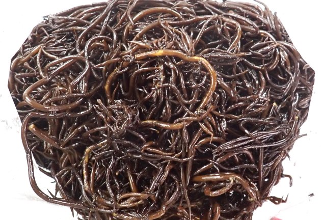 ヒジキ | 海藻・植物 | 市場魚貝類図鑑