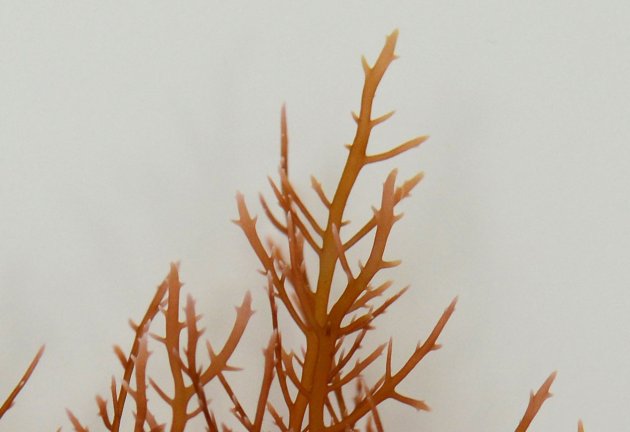 高さ30cm前後になる。根は糸状で岩などの上をはう。全体はやや平面的で、無数に枝分かれして、細い。触った感じは柔らかい。