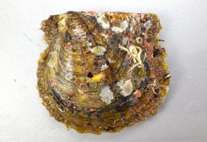 アコヤガイのサムネイル写真
