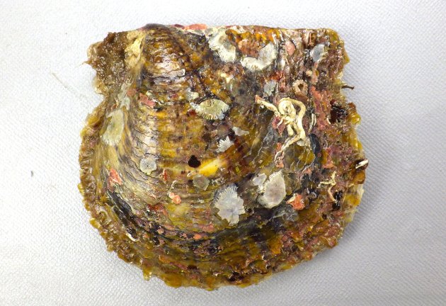 アコヤガイ (ジンジュガイ) | 市場魚貝類図鑑