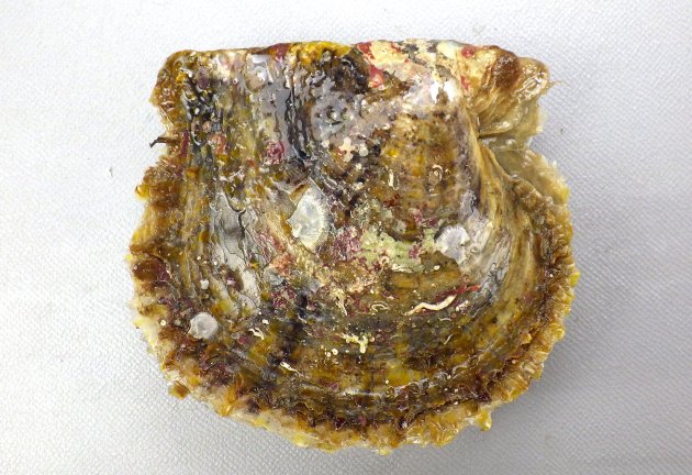 7 cm SL 前後になる。殻表は檜皮状。貝殻は赤みを帯びず、左右相称ではなく左が深い。全体にふくらみが薄く、貝殻が柔らかい。内面は真珠光沢が強い。［三重県鳥羽市安楽島産］