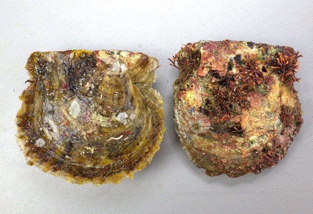 7 cm SL 前後になる。殻表は檜皮状。貝殻は赤みを帯びず、左右相称ではなく左が深い。全体にふくらみが薄く、貝殻が柔らかい。内面は真珠光沢が強い。［三重県鳥羽市安楽島産］