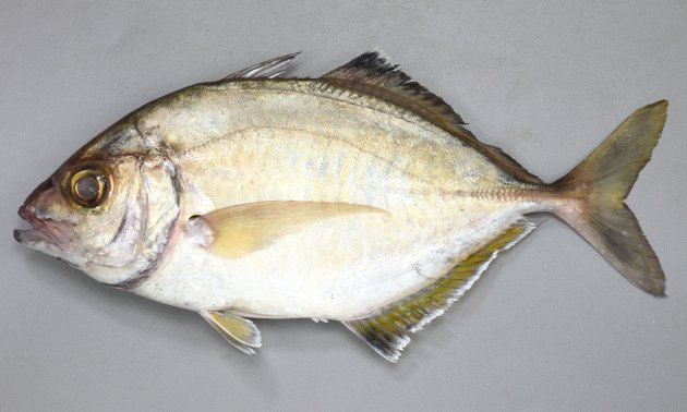 33cm SL前後になる。体高が非常に高く、真横から見ると猫の目形をしている。稜鱗（ぜんご）があり、直線部分全体にある。背鰭・臀鰭軟条は伸びない。［小型個体には体側に暗色の横帯がある。33cm SL・868g］