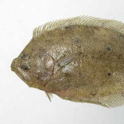 タマガンゾウビラメ | 魚類 | 市場魚貝類図鑑