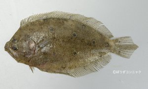 タマガンゾウビラメのサムネイル写真