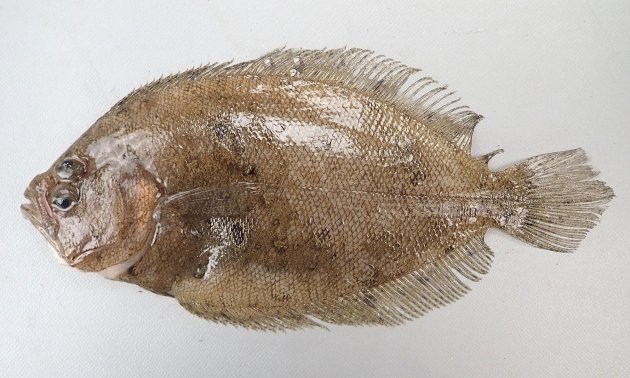 20cm SL 前後になる。有眼部の側線の背に３個、腹部に２個の中心が青く丸い斑紋がある。