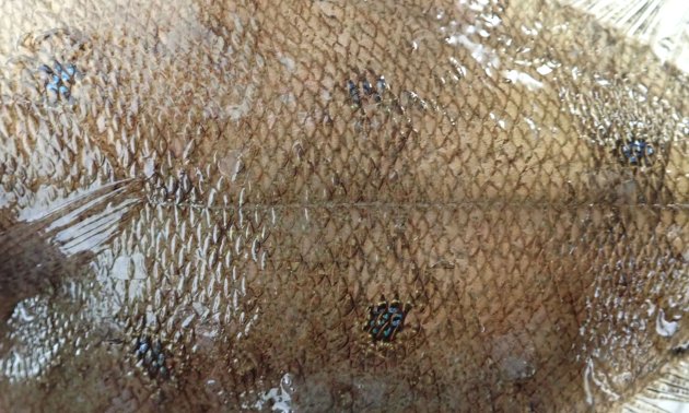 20cm SL 前後になる。有眼部の側線の背に３個、腹部に２個の中心が青く丸い斑紋がある。