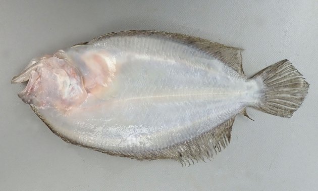 20cm SL 前後になる。有眼部の側線の背に３個、腹部に２個の中心が青く丸い斑紋がある。