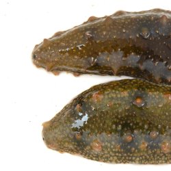 マナマコ | その他生物 | 市場魚貝類図鑑