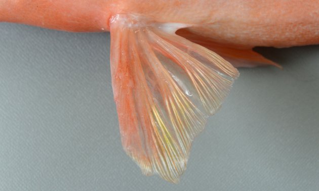 腹鰭５軟条で腹部との間に膜状のものがある。
