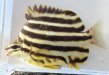 カゴカキダイのサムネイル写真