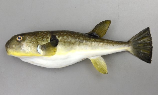 45cm SL 前後になる。体表に棘がなくなめらか。ここからナメラフグの名がある。尻鰭は黄色みを帯びる。胸鰭後方に黒い斑紋がある。