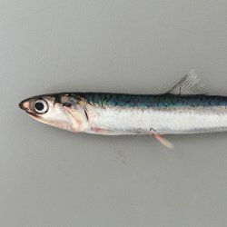 カタクチイワシ (セグロイワシ) | 市場魚貝類図鑑