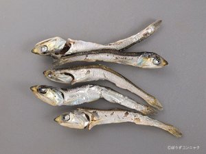 カタクチイワシの煮干し