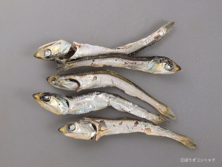 カタクチイワシの煮干し