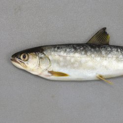 アメマス (エゾイワナ) | 市場魚貝類図鑑