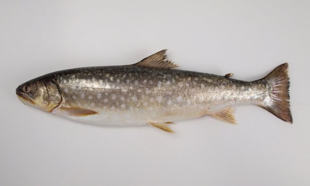 アメマス (エゾイワナ) | 市場魚貝類図鑑