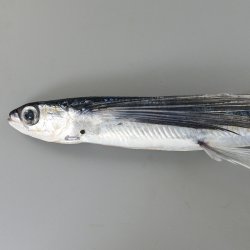 ハマトビウオ | 魚類 | 市場魚貝類図鑑